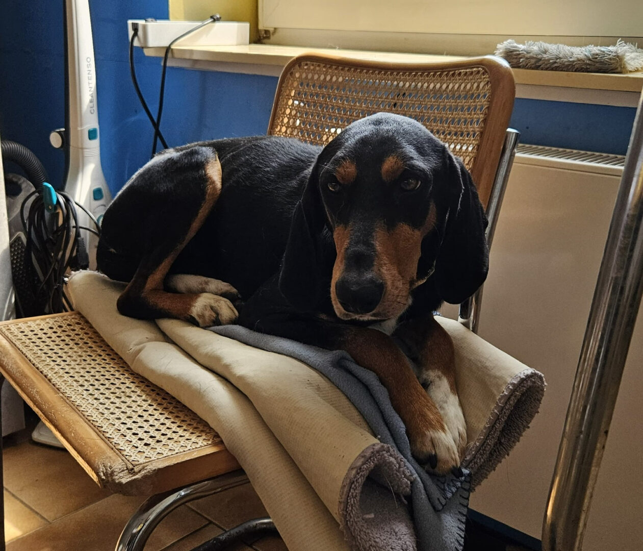 Ein Hund liegt auf einem Holzstuhl mit Decken in einem Raum.