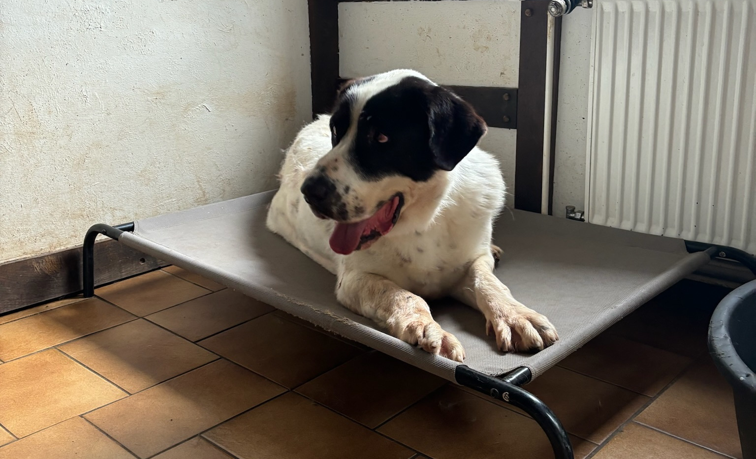 Ein großer Hund liegt entspannt auf einem erhöhten Tierbett.