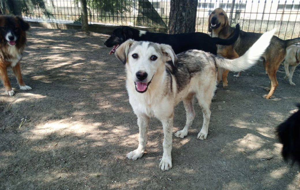 Azul Zorro Dogsavior Jul25 2