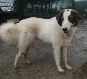 Baldur Zorro Dogsavior Jan26 1