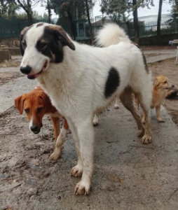 Baldur Zorro Dogsavior Jan26 2