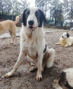 Baldur Zorro Dogsavior Jan26 3