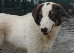 Baldur Zorro Dogsavior Jan26 Beitragsbild