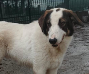 Baldur Zorro Dogsavior Jan26 Beitragsbild