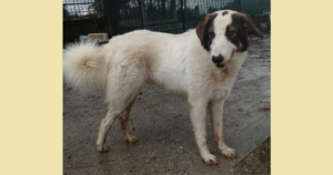 Baldur Zorro Dogsavior Jan26 SocialMedia