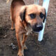 Billy Zorro Dogsavior Beitragsbild