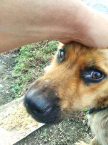 Billy Zorro Dogsavior Jun25 1
