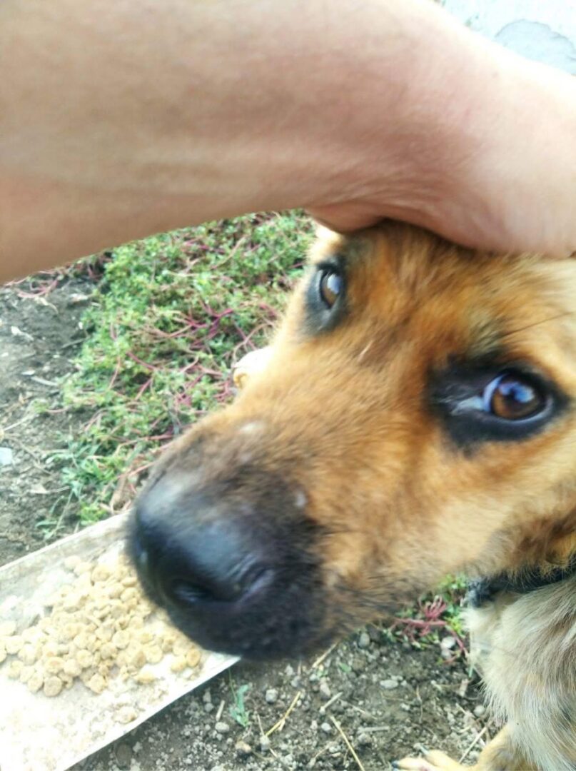 Billy Zorro Dogsavior Jun25 1 Billy Zorro Dogsavior Jun25 1