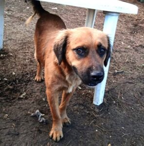 Billy Zorro Dogsavior Jun25 2
