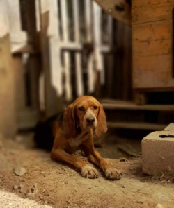 Bonita Zorro Dogsavior Aug25 2