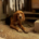 Bonita Zorro Dogsavior Aug25 Beitragsbild