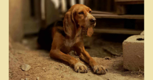 Bonita Zorro Dogsavior Aug25 SocialMedia