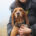 Bonita Zorro Dogsavior Jun25 Beitragsbild