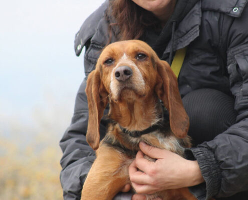 Bonita Zorro Dogsavior Jun25 Beitragsbild