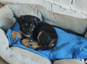 Kleiner Hund liegt auf blauem Tuch in einem gemütlichen rechteckigen Hundebett.