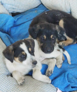 Zwei Welpen liegen zusammen in einem blau karierten Hundebett.