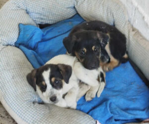 Zwei kleine Hunde liegen zusammengerollt auf einem blauen Hundebett.