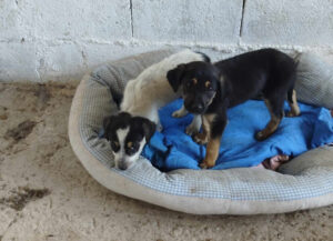 Zwei Welpen in einem Hundebett auf einem blauen Tuch vor einer Betonwand.