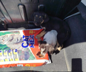 Zwei Hunde neben geöffneter Katzenfutterverpackung im Auto