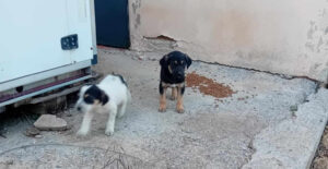 Zwei Welpen laufen auf Betonboden neben einer Hauswand und einem Futterhaufen.