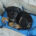 Bruce Zorro Dogsavior Jun25 Beitragsbild