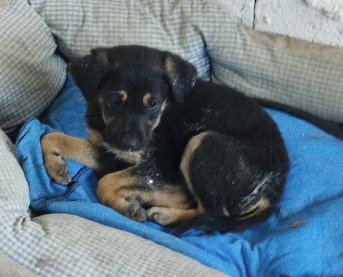 Bruce Zorro Dogsavior Jun25 Beitragsbild