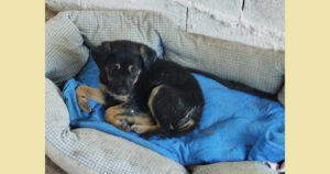 Schwarzer Welpe liegt in einem blauen Hundebett in einem Raum.