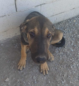 Bruce Zorro Dogsavior Sep25 1