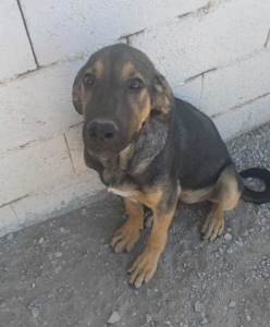 Bruce Zorro Dogsavior Sep25 3