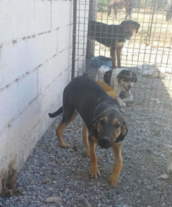 Bruce Zorro Dogsavior Sep25 4