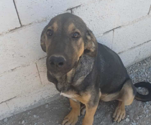 Bruce Zorro Dogsavior Sep25 Beitragsbild