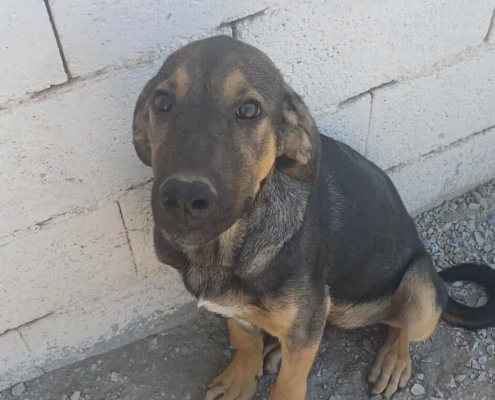 Bruce Zorro Dogsavior Sep25 Beitragsbild