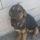 Bruce Zorro Dogsavior Sep25 Beitragsbild