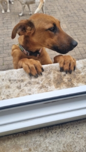 Candy Zorro Dogsavior Aug25 1