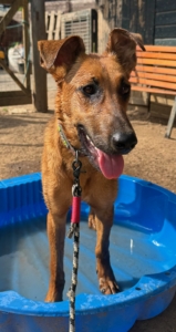 Candy Zorro Dogsavior Aug25 2
