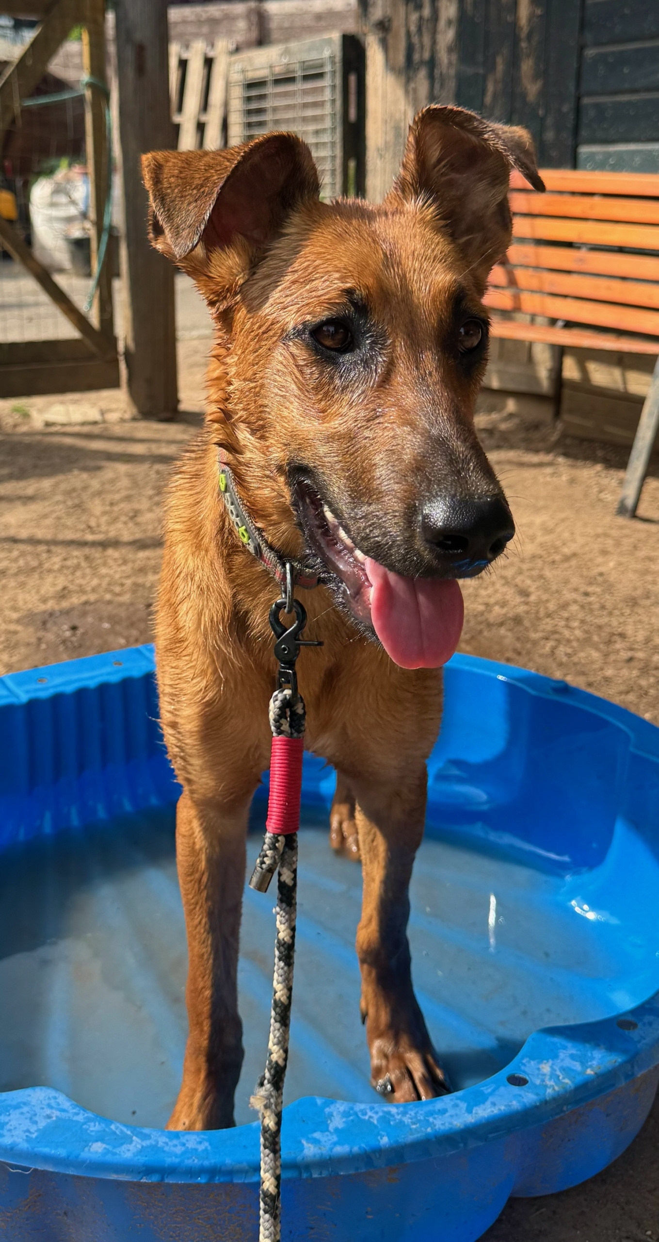 Candy Zorro Dogsavior Aug25 2
