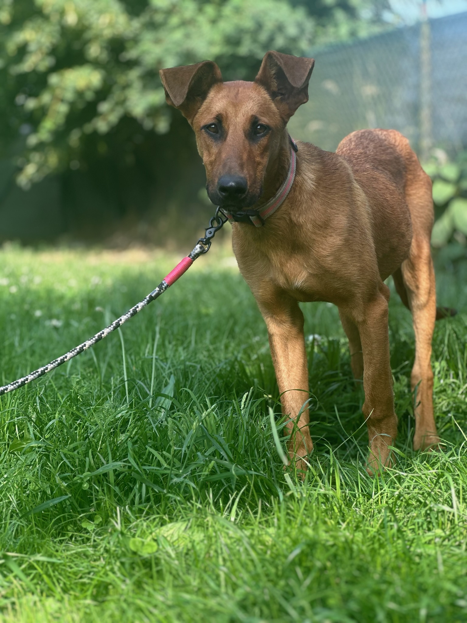 Candy Zorro Dogsavior Aug25 4