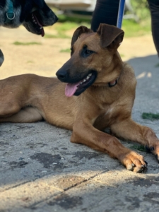 Candy Zorro Dogsavior Aug25 5