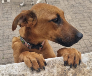 Candy Zorro Dogsavior Aug25 Beitragsbild