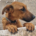 Candy Zorro Dogsavior Aug25 Beitragsbild