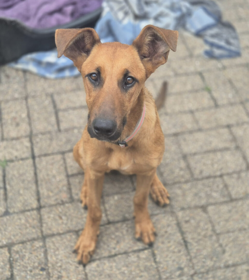 Candy Zorro Dogsavior Jun25 1