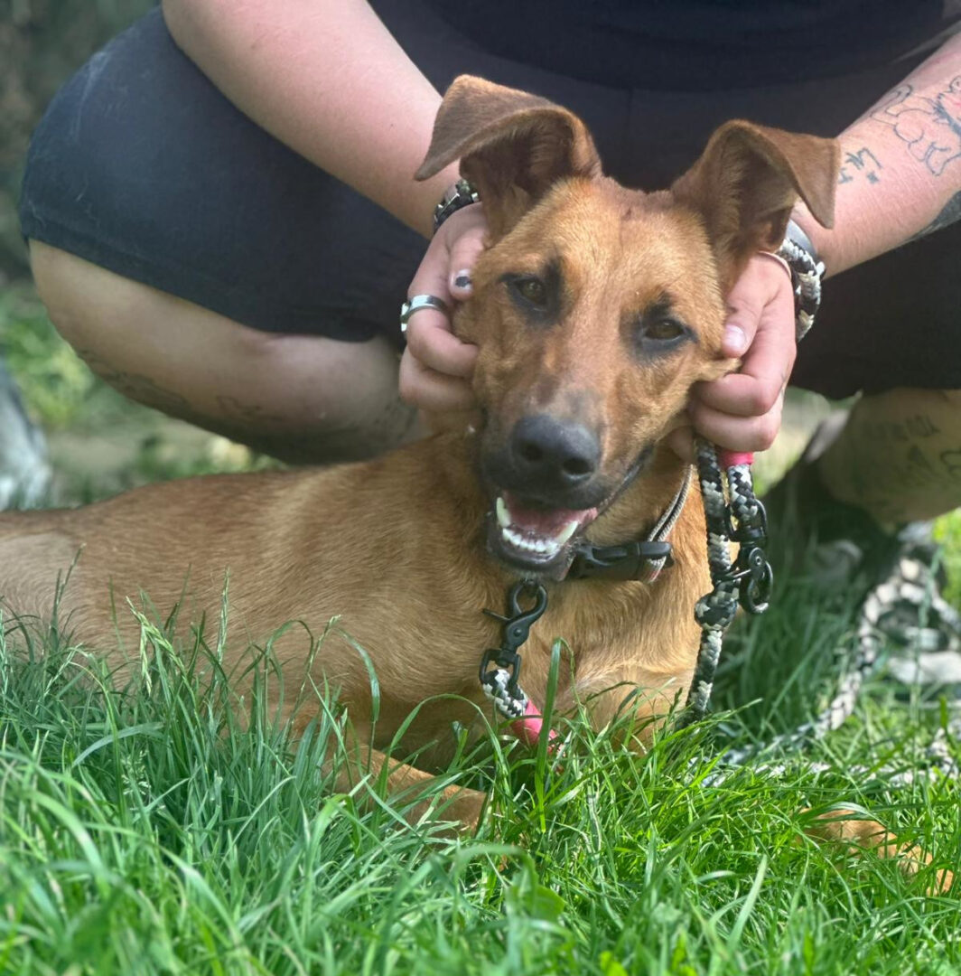 Candy Zorro Dogsavior Jun25 3