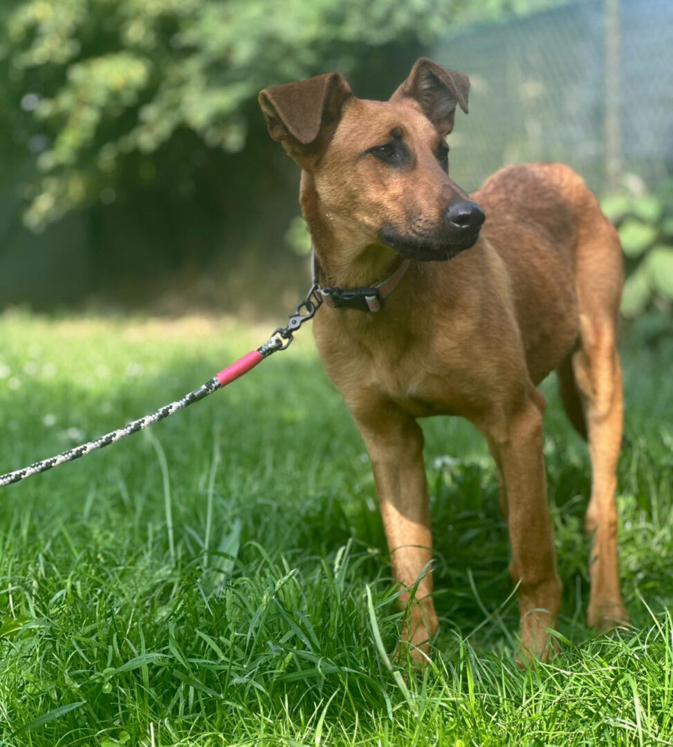 Candy Zorro Dogsavior Jun25 4