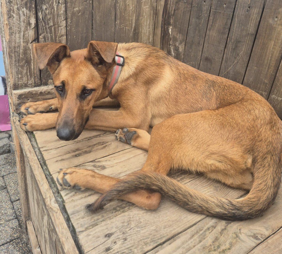 Candy Zorro Dogsavior Jun25 5