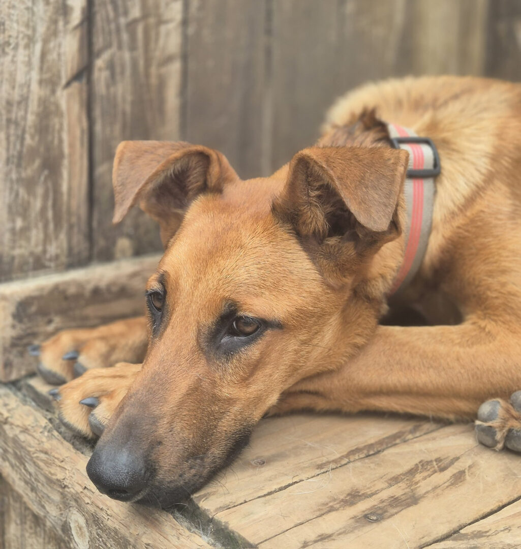Candy Zorro Dogsavior Jun25 6