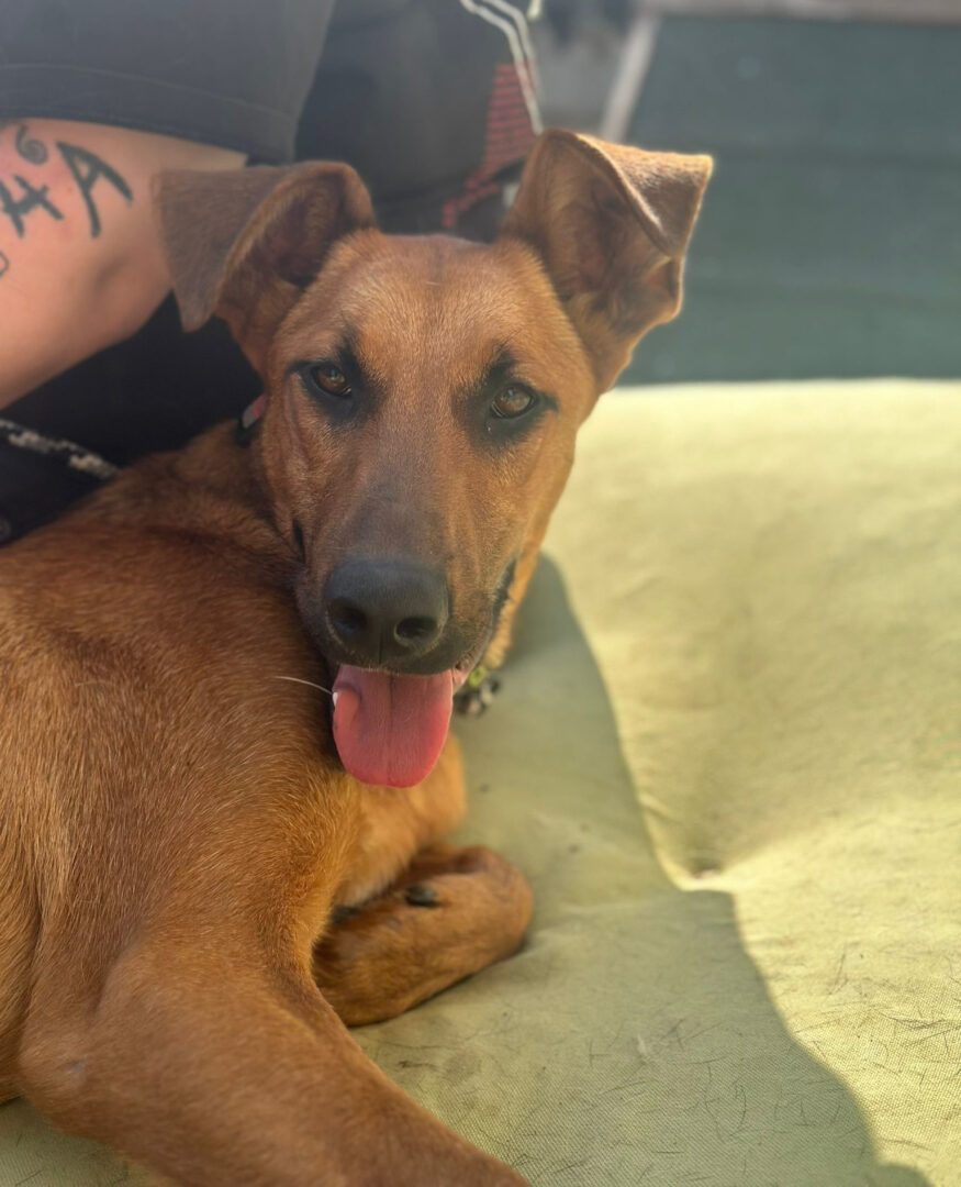 Candy Zorro Dogsavior Jun25 8