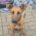 Candy Zorro Dogsavior Jun25 Beitragsbild