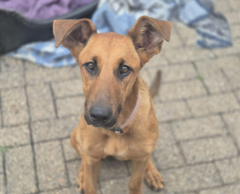 Candy Zorro Dogsavior Jun25 Beitragsbild