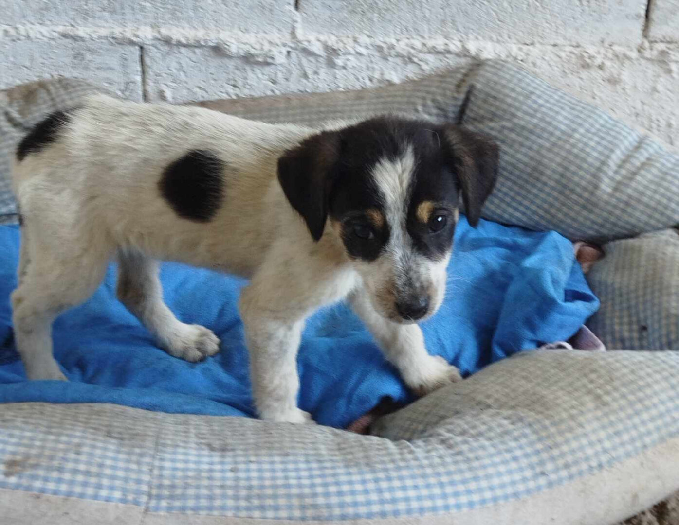 Daisy Zorro Dogsavior Jun25 1