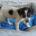 Daisy Zorro Dogsavior Jun25 Beitragsbild